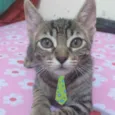 Pingo