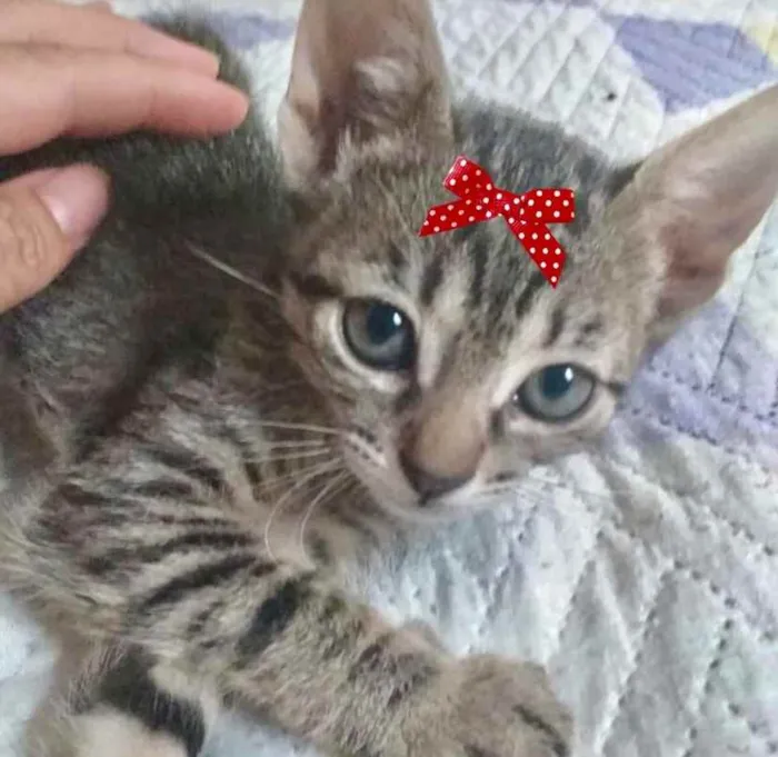 Gato ra a Mestiça  idade 2 a 6 meses nome Kika 