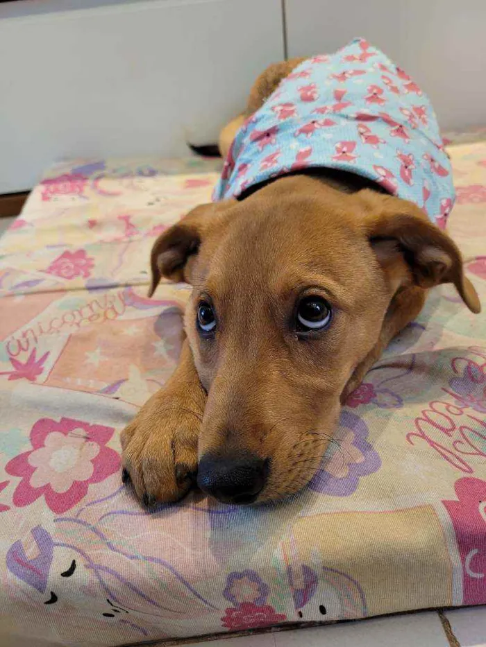 Cachorro ra a Viralata idade 2 a 6 meses nome Caramelo