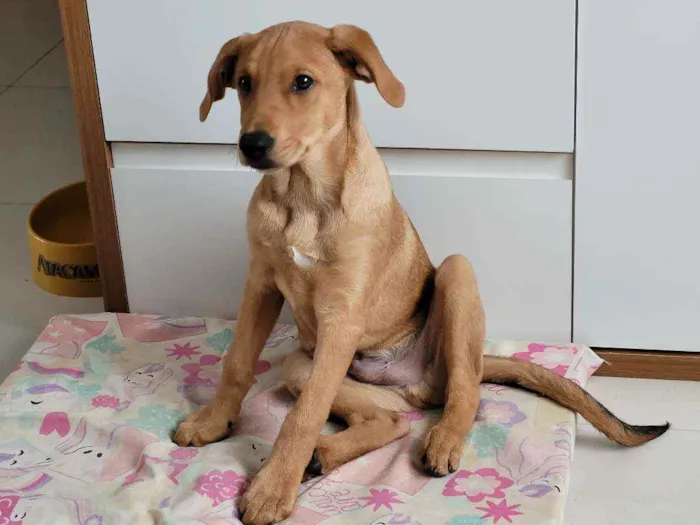 Cachorro ra a Viralata idade 2 a 6 meses nome Caramelo