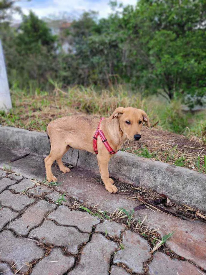 Cachorro ra a Viralata idade 2 a 6 meses nome Caramelo