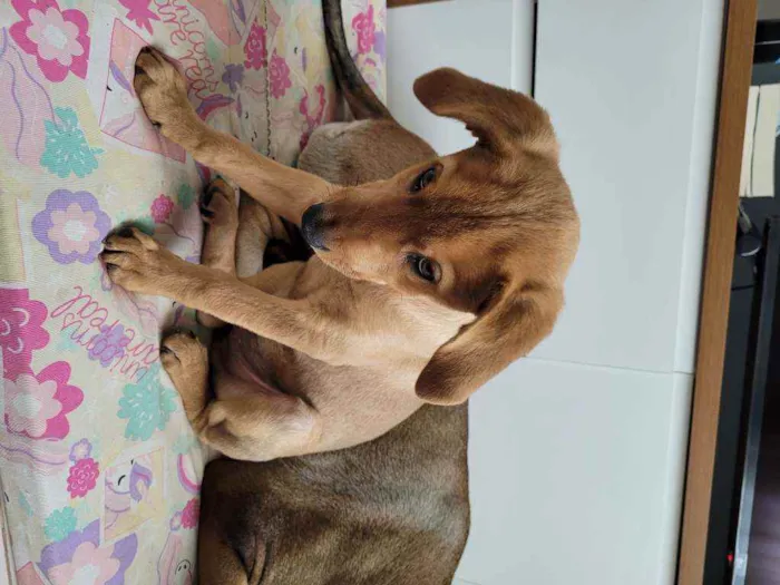 Cachorro ra a Viralata idade 2 a 6 meses nome Caramelo