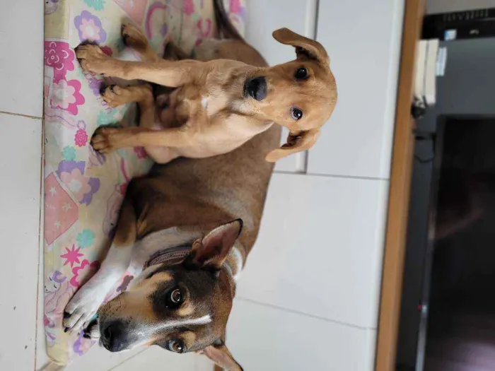 Cachorro ra a Viralata idade 2 a 6 meses nome Caramelo