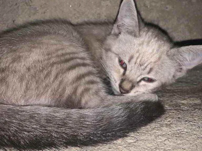 Gato raça Gato de pelo médio  idade 1 ano nome Leleco