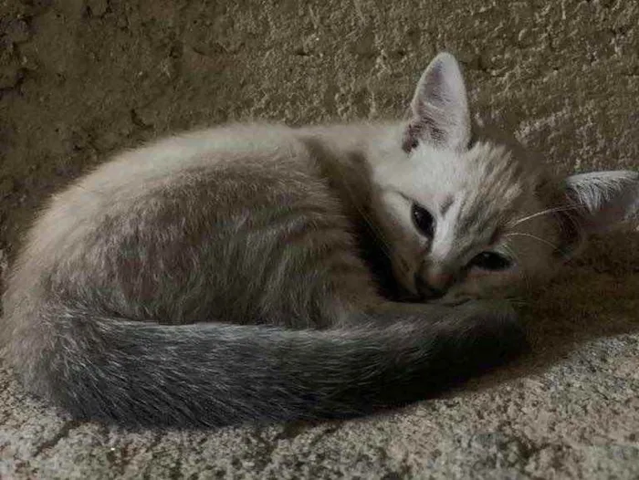 Gato raça Gato de pelo médio  idade 1 ano nome Leleco