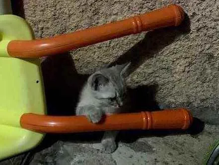 Gato raça Gato de pelo médio  idade 1 ano nome Leleco