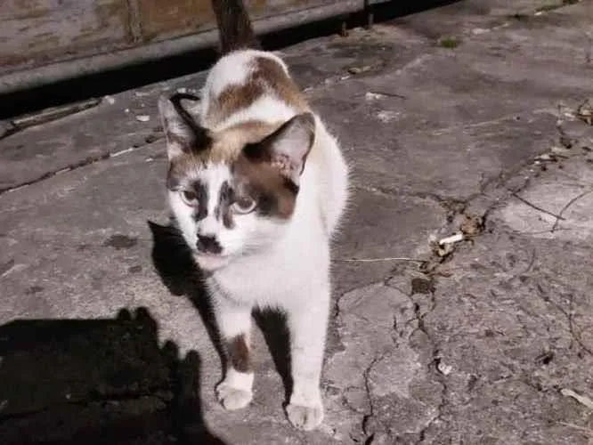 Gato raça Srd idade 1 ano nome Maya