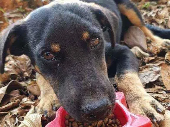 Cachorro ra a SRD idade 2 a 6 meses nome Paco