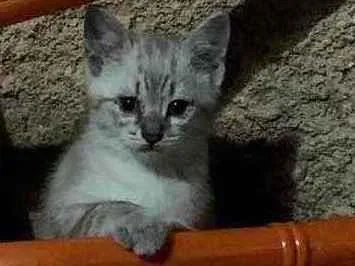 Gato raça Gato de pelo médio  idade 1 ano nome Leleco