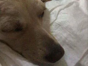 Cachorro raça Vira lata  idade Abaixo de 2 meses nome Não tem  nome