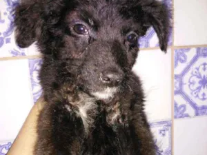 Cachorro raça  idade 2 a 6 meses nome sem nome
