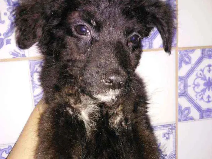 Cachorro ra a  idade 2 a 6 meses nome sem nome