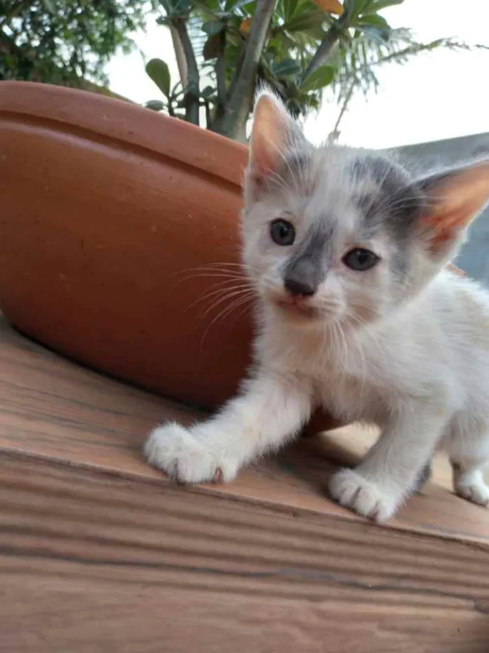 Gato ra a N/a idade Abaixo de 2 meses nome Filhotes