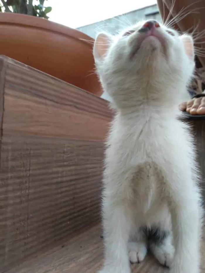 Gato ra a N/a idade Abaixo de 2 meses nome Filhotes