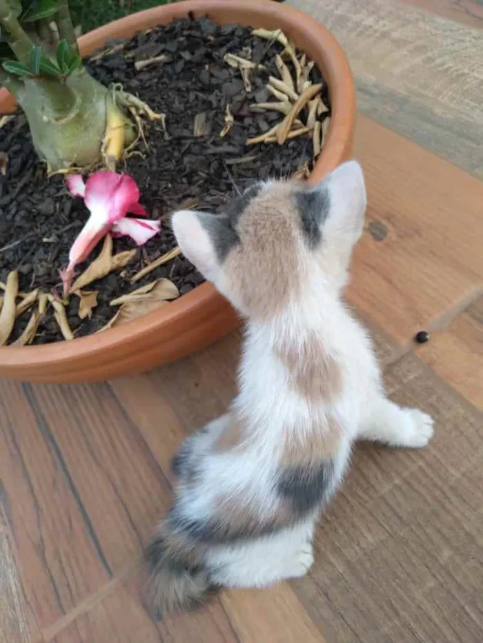 Gato ra a N/a idade Abaixo de 2 meses nome Filhotes