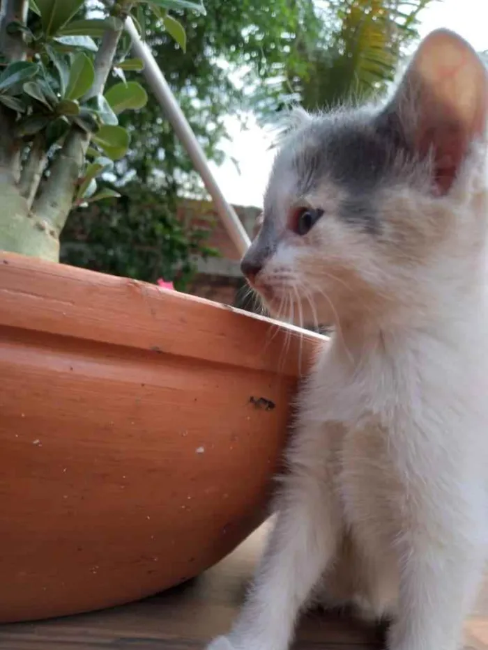 Gato ra a N/a idade Abaixo de 2 meses nome Filhotes