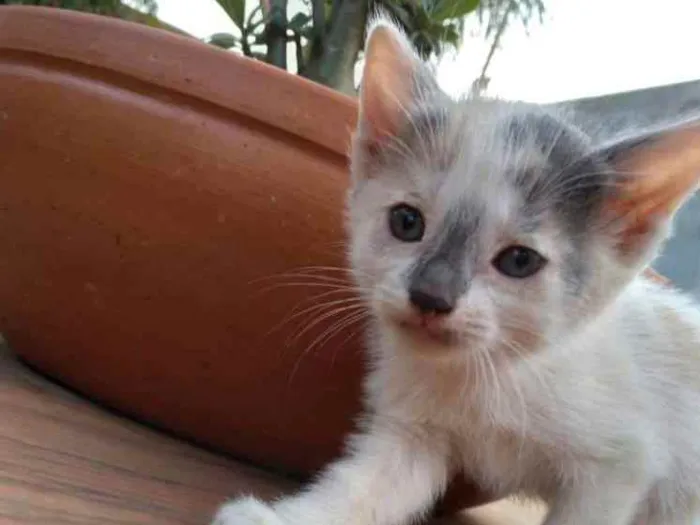 Gato ra a N/a idade Abaixo de 2 meses nome Filhotes