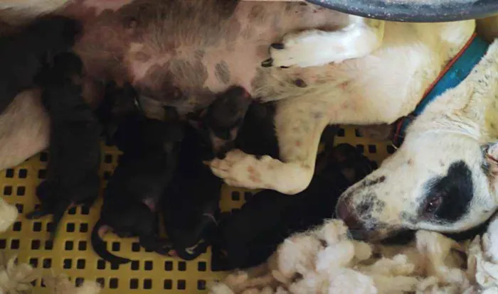 Cachorro ra a Vira lata idade Abaixo de 2 meses nome Filhote