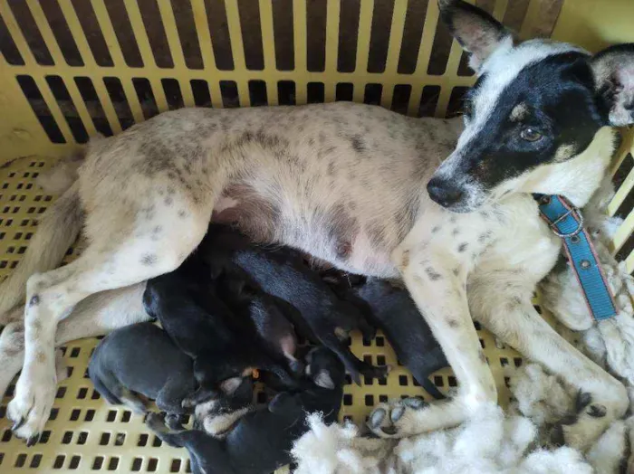 Cachorro ra a Vira lata idade Abaixo de 2 meses nome Filhote