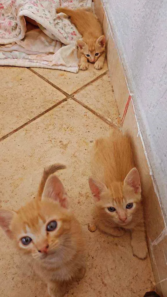 Gato ra a Misturado idade Abaixo de 2 meses nome Sem nome 