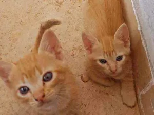 Gato raça Misturado idade Abaixo de 2 meses nome Sem nome 