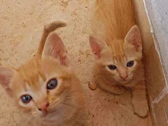 Gato ra a Misturado idade Abaixo de 2 meses nome Sem nome 