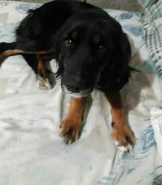 Cachorro ra a não definida idade 3 anos nome Lisa 