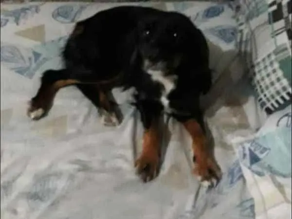 Cachorro ra a não definida idade 3 anos nome Lisa 