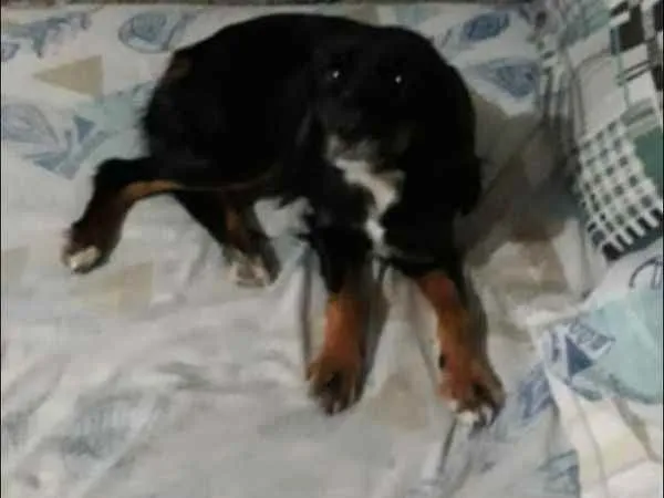 Cachorro ra a não definida idade 3 anos nome Lisa 