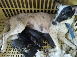 Cachorro raça Vira lata idade Abaixo de 2 meses nome Filhote