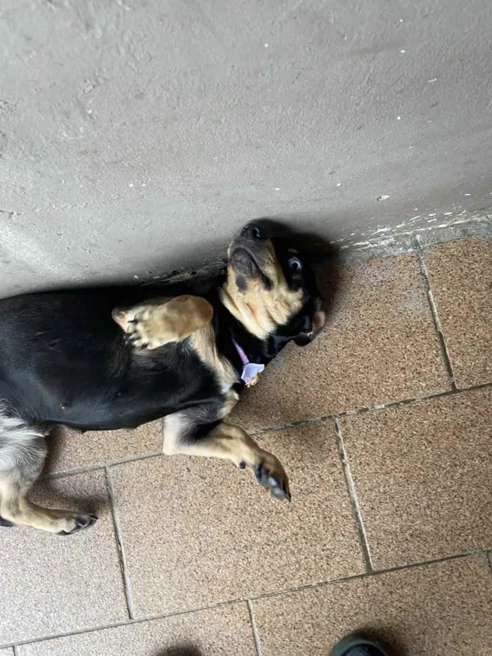 Cachorro ra a Vira lata  idade 7 a 11 meses nome Sky 