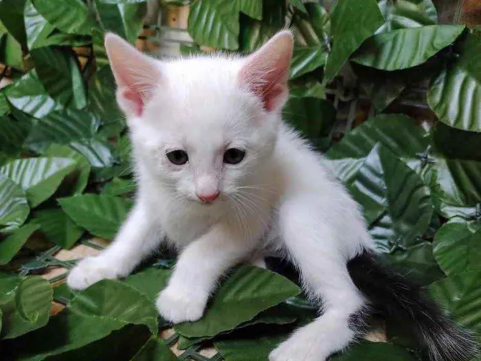 Gato raça Srd idade Abaixo de 2 meses nome Princesas