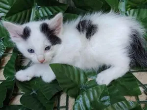 Gato raça Srd idade Abaixo de 2 meses nome Princesas