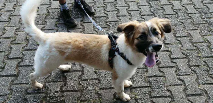 Cachorro raça SRD idade 1 ano nome Chico