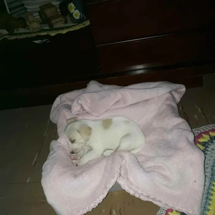 Cachorro raça Srd idade Abaixo de 2 meses nome Buba