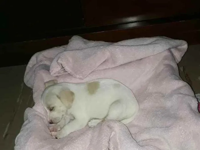 Cachorro raça Srd idade Abaixo de 2 meses nome Buba