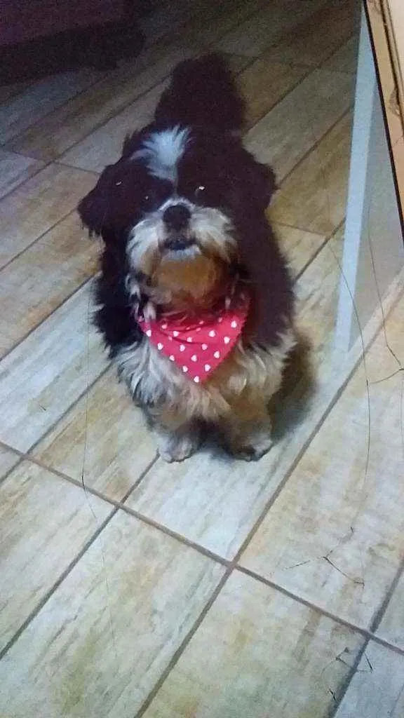Cachorro ra a Shih tzu idade 4 anos nome Meg