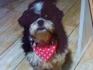 Cachorro raça Shih tzu idade 4 anos nome Meg
