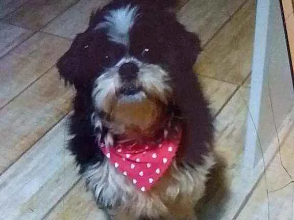 Cachorro ra a Shih tzu idade 4 anos nome Meg