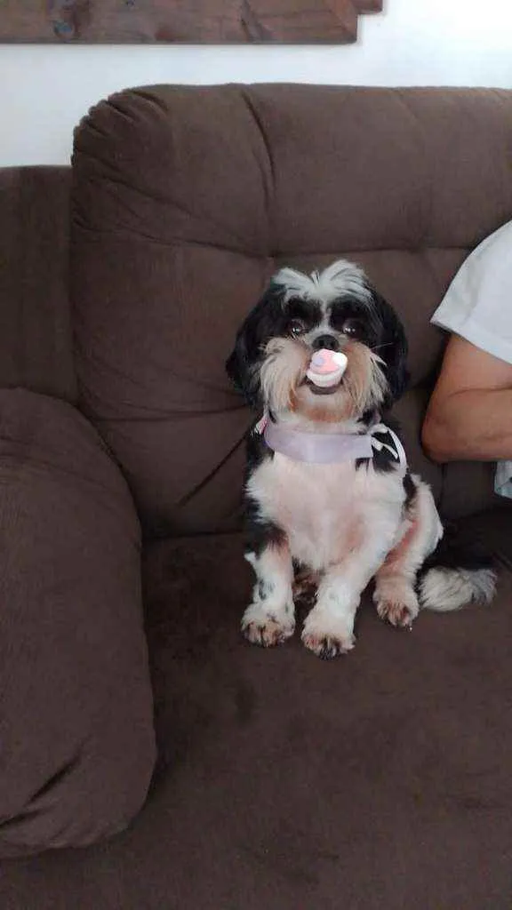 Cachorro ra a Shih tzu idade 4 anos nome Meg