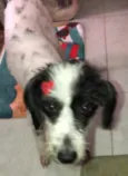 Princesa