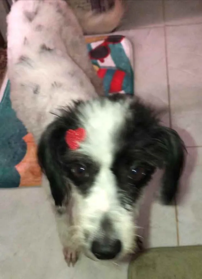 Cachorro ra a Mix de poodle idade 2 anos nome Princesa