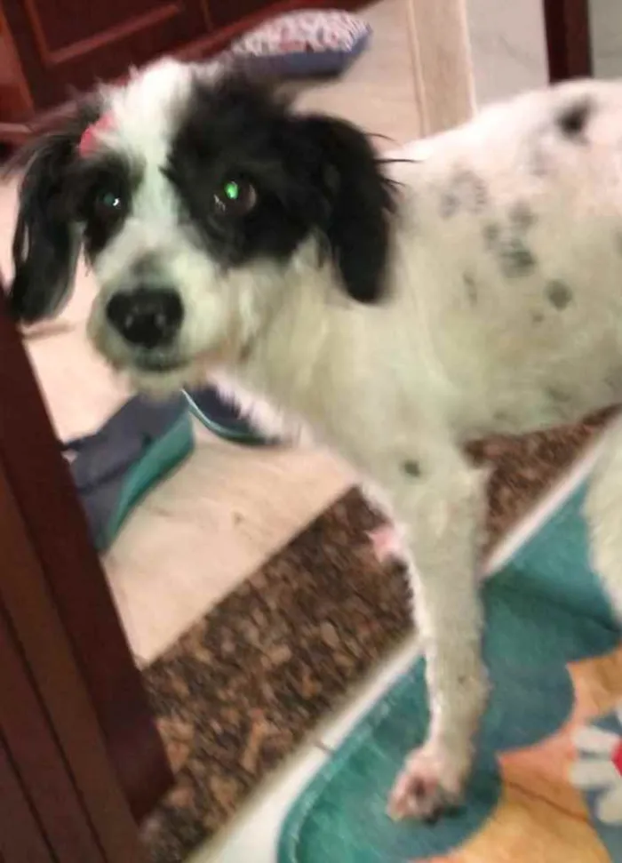 Cachorro ra a Mix de poodle idade 2 anos nome Princesa
