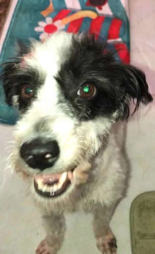 Cachorro ra a Mix de poodle idade 2 anos nome Princesa