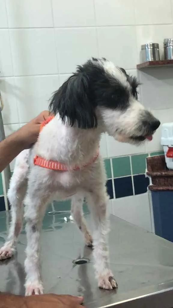 Cachorro ra a Mix de poodle idade 2 anos nome Princesa
