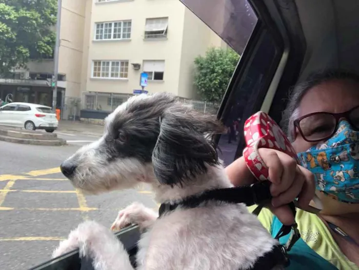 Cachorro ra a Mix de poodle idade 2 anos nome Princesa