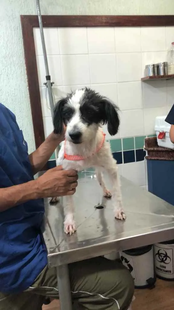 Cachorro ra a Mix de poodle idade 2 anos nome Princesa