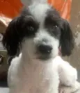 Princesa