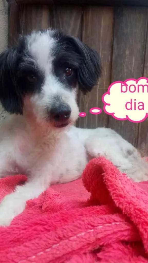 Cachorro ra a Mix de poodle idade 2 anos nome Princesa