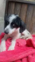Princesa